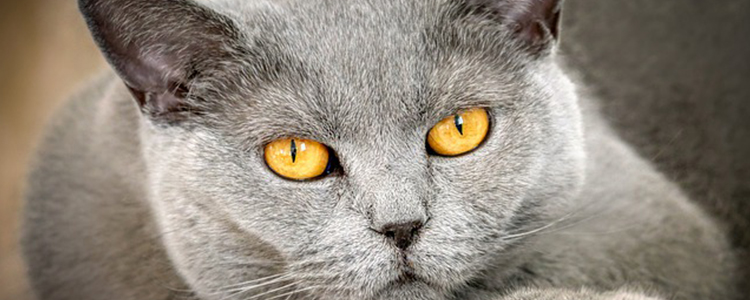 养猫怎么给家里杀虫