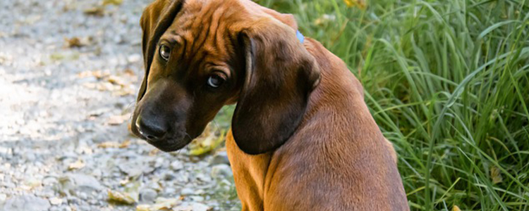 狗狗可以吃胡萝卜吗生的