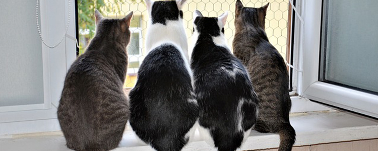 幼猫可以几个小时不进食