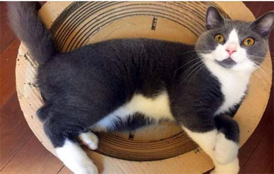 猫除跳蚤最有效的办法