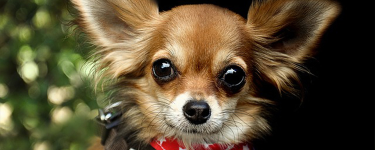 吉娃娃和小鹿犬的区别