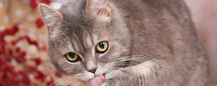 人的沐浴露可以给猫洗澡吗