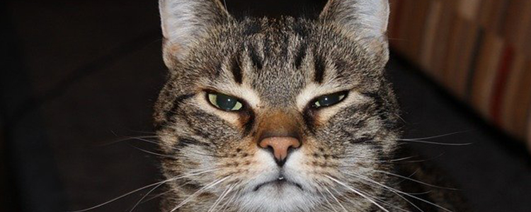 猫身上有虱子怎么办怎么去除