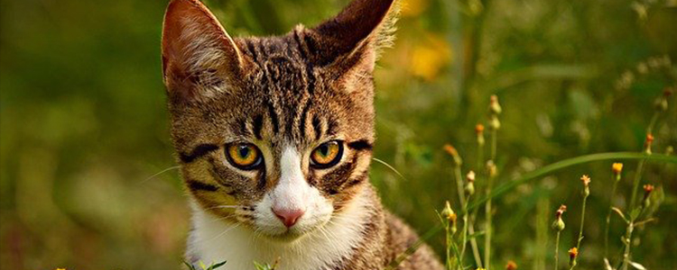 小猫几个月退乳毛