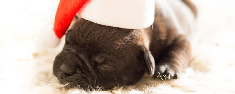 狗狗用手扒脸是什么意思