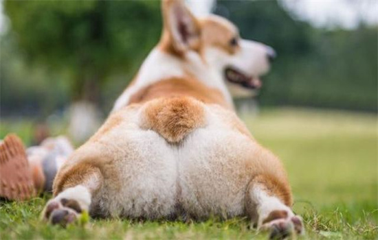 柯基吃了葡萄怎么办