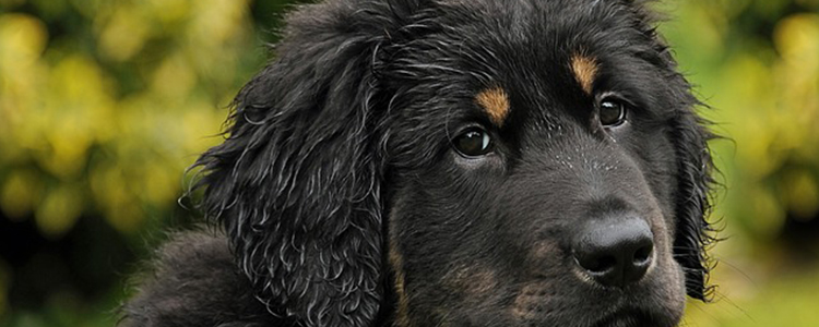 灰泰迪吃什么毛色变漂亮