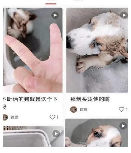 反击网络虐待宠物的人，这个方法最有效