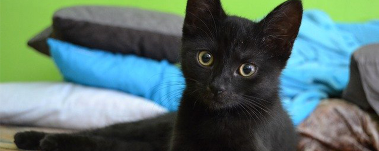 猫咪嘴巴旁边有黑痂怎么处理