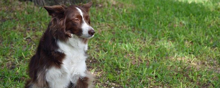 刚出生一个月的小狗怎么喂养