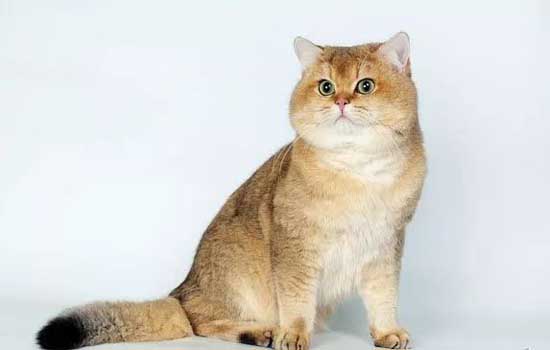 猫咪嘴巴一直微张
