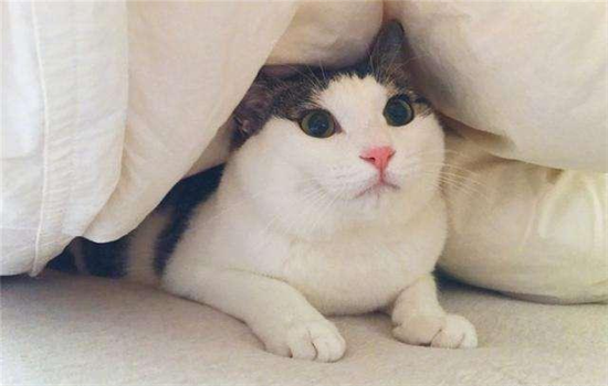 ​猫咪尿床原因和解决办法