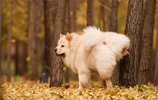 狗狗漏尿是怎么回事啊