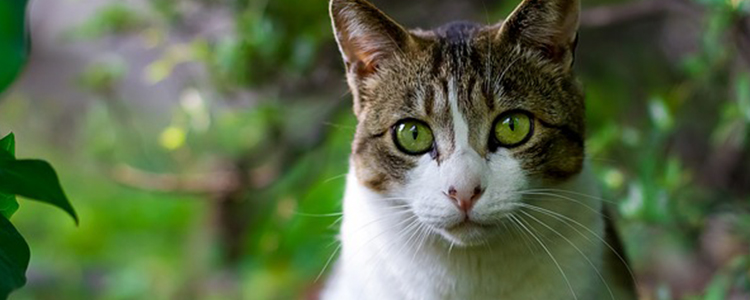 成猫粮幼猫可以吃吗