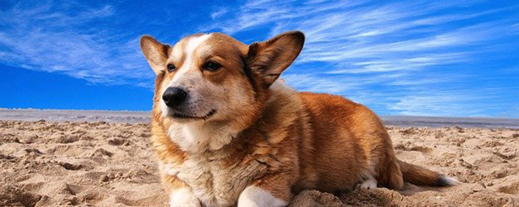 柯基的尿很黄怎么办