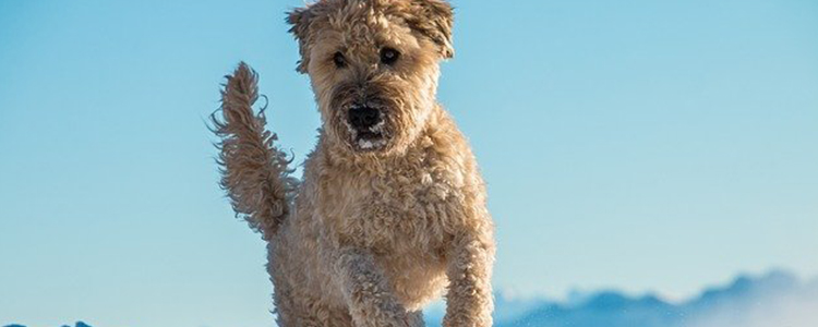 狗狗每次洗完澡就身上痒是怎么回事