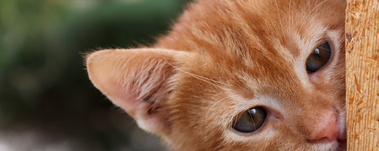 猫咪可以闻百合香味吗