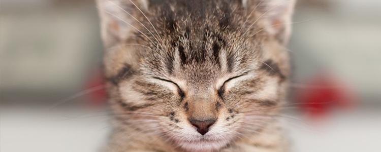 猫身上有骚味怎么回事