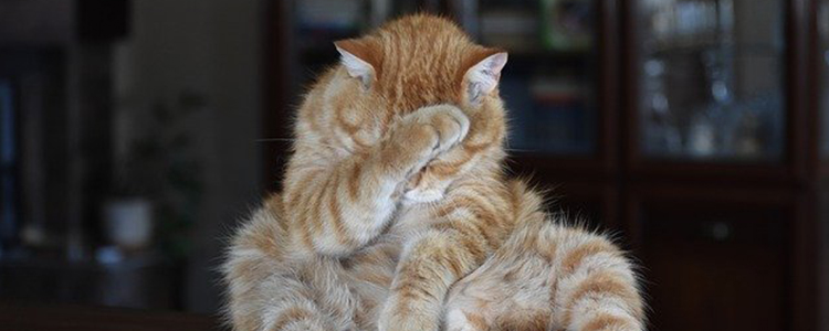 公猫到处抖尿怎么办