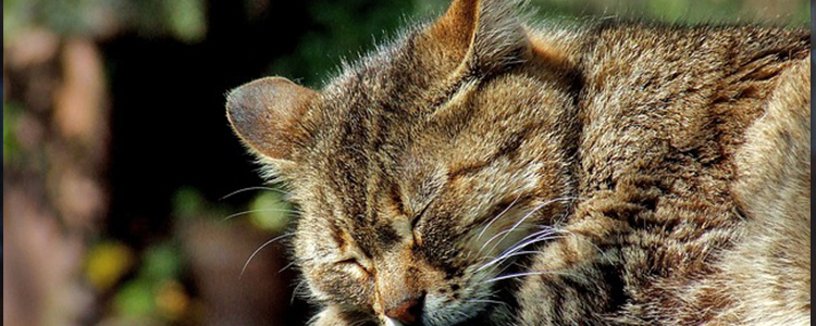 小猫几个月开始吃猫草