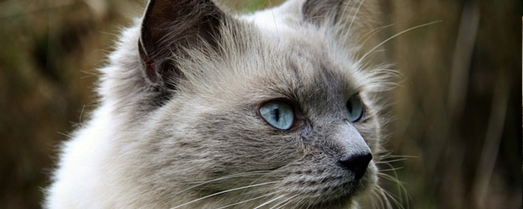 猫咪下巴长了一个红色痘痘