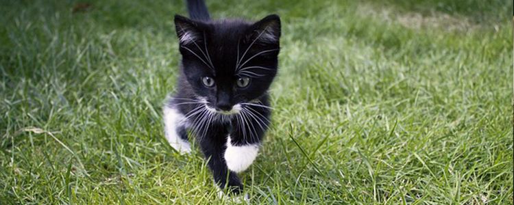 小奶猫能洗澡吗