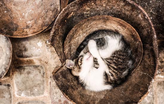 猫咪能喝矿泉水吗