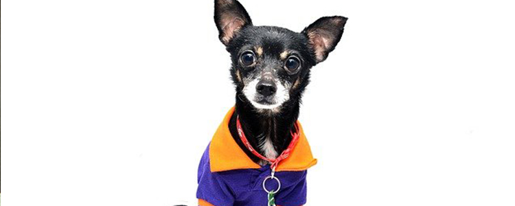 狗狗在室内不停走动是为什么