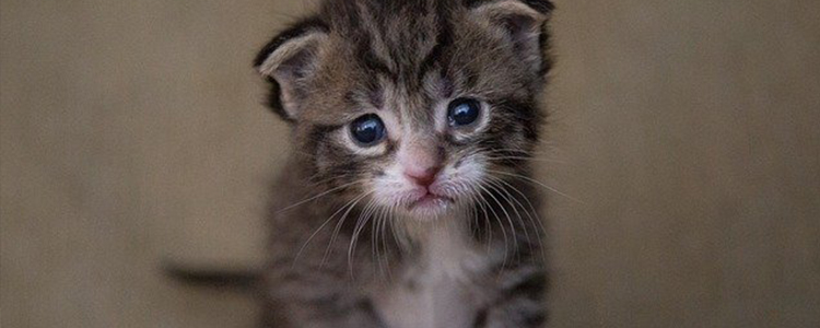 小猫多大能吃猫粮