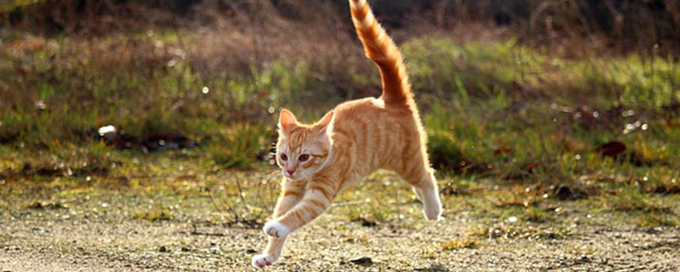 猫猫吐猫粮怎么回事