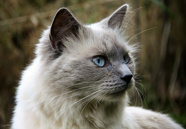 英短蓝猫呼吸有呼噜声