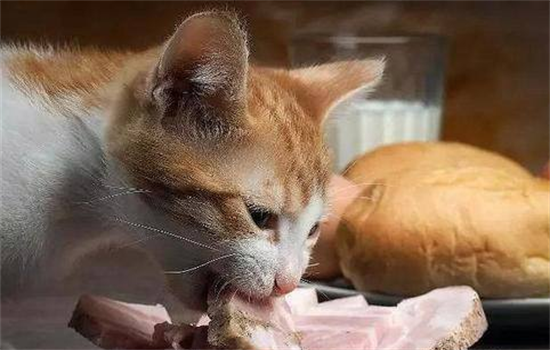​猫吃什么肉