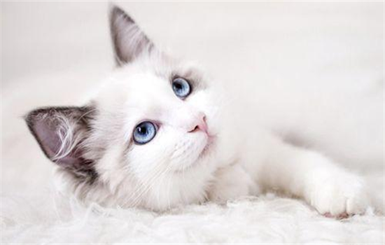 猫秃了一片毛是什么症状