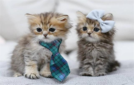 幼猫刚开始吃什么