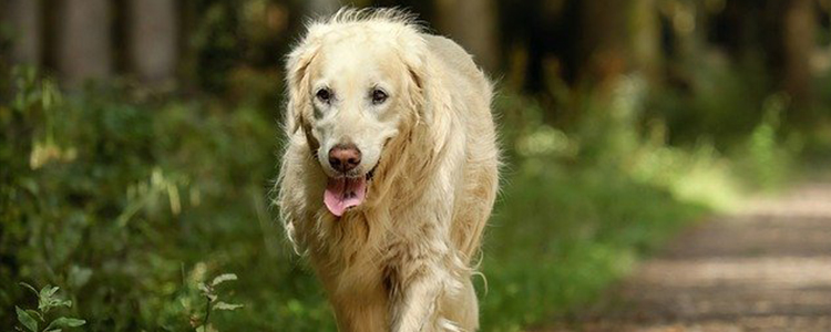 狗狗多久洗一次澡才是最合适