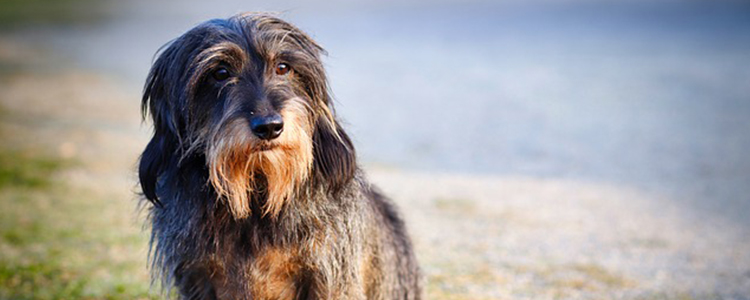 狗狗吃多了吐怎么办