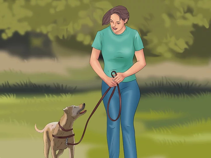 教师节献礼！宠物课已上线，别错过精彩！