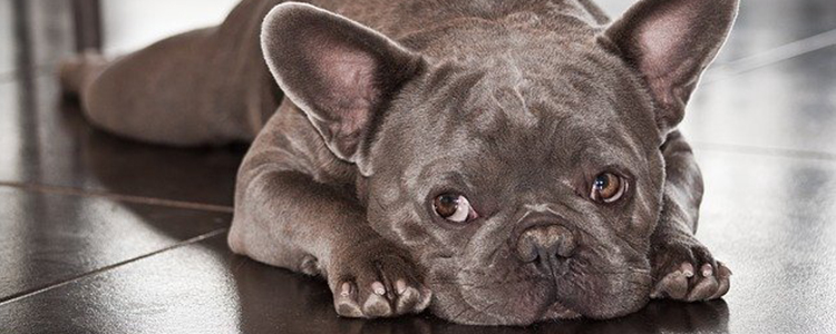 狗为什么不能吃西红柿