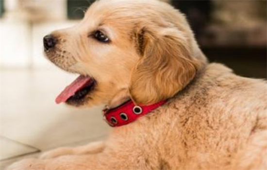 狗狗一直打喷嚏但是精神很好