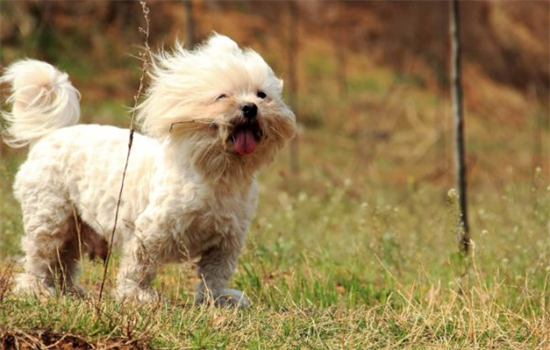 狗狗一直抖怎么回事
