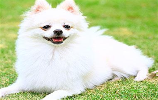 狗狗怀孕一直喘气