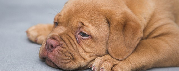 狗狗饿三天有什么危害