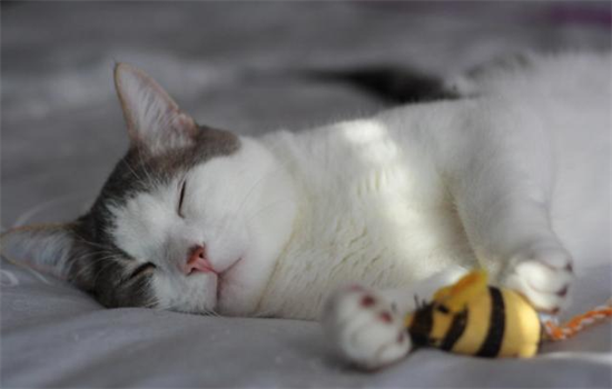 ​小猫一直睡觉有问题吗