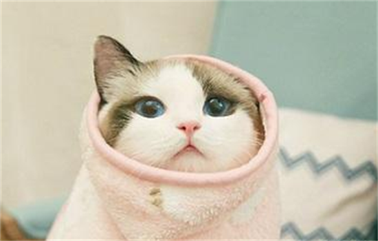 小猫刚到家躲起来一直叫还不吃东西