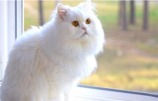 三个月长毛猫可以吃化毛膏吗