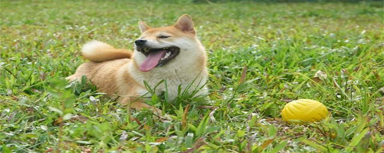 柴犬可以喝牛奶吗