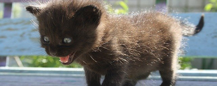 晚上叫的猫是公猫还是母猫