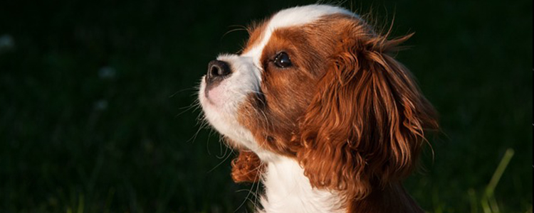 狗狗皮肤病要一直戴头套么