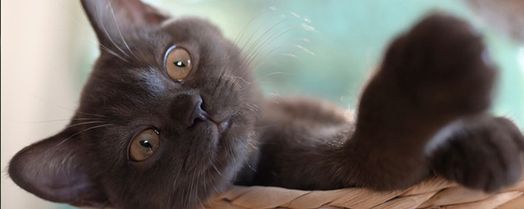 猫咪不能吃的食物有哪些 猫咪禁忌食物介绍