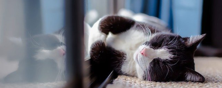 猫吃芦荟会中毒吗